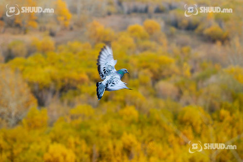 Улаанбаатарт 9 хэм дулаан байна